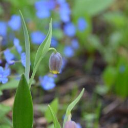 Fritillaria uva-vulpis