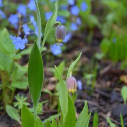 Fritillaria uva-vulpis