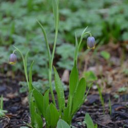 Fritillaria uva-vulpis