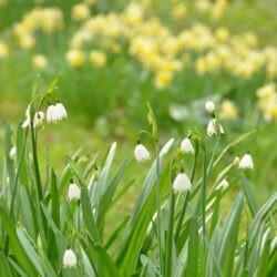 Leucojum aestivum