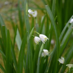 Leucojum aestivum