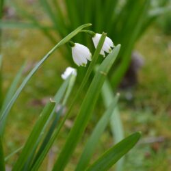 Leucojum aestivum