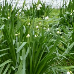 Leucojum aestivum