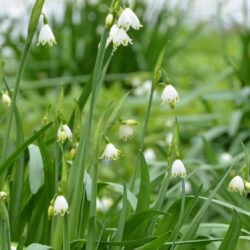 Leucojum aestivum