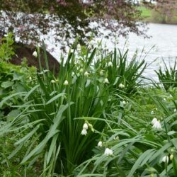 Leucojum aestivum