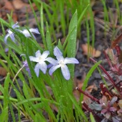 Chionodoxa luciliae