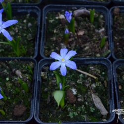 Chionodoxa luciliae