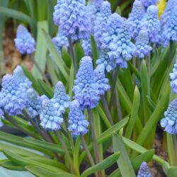 Muscari armeniacum Lady Blue