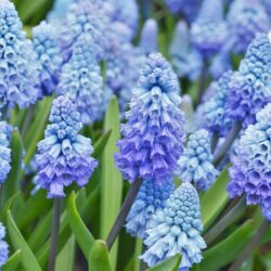 Muscari armeniacum Lady Blue