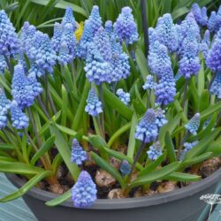 Muscari armeniacum Lady Blue