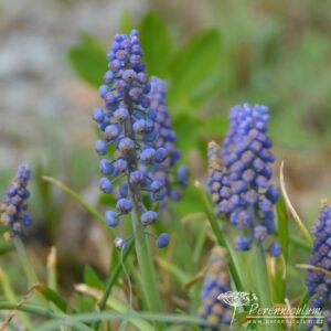 Muscari armeniacum Saffier