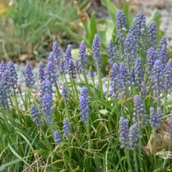 Muscari armeniacum Saffier