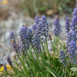 Muscari armeniacum Saffier