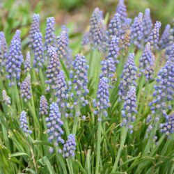 Muscari armeniacum Saffier