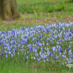 Muscari armeniacum Valerie Finnis