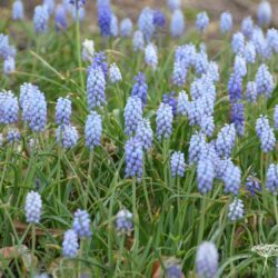 Muscari armeniacum Valerie Finnis