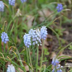 Muscari armeniacum Valerie Finnis