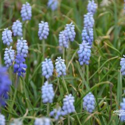 Muscari armeniacum Valerie Finnis