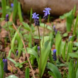 Muscari latifolium