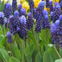 Muscari latifolium