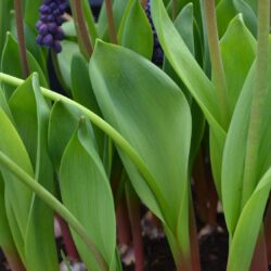 Muscari latifolium