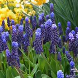 Muscari latifolium