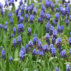 Muscari latifolium