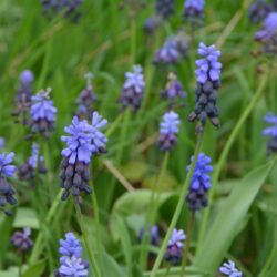 Muscari latifolium