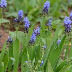 Muscari latifolium