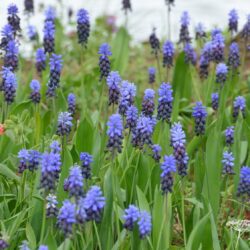 Muscari latifolium