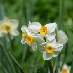 Narcissus Geranium