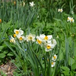 Narcissus Geranium