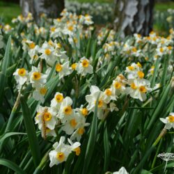 Narcissus Geranium