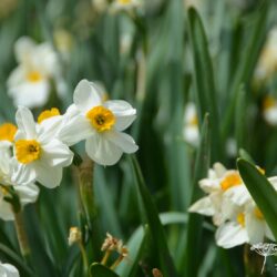 Narcissus Geranium