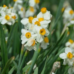 Narcissus Geranium