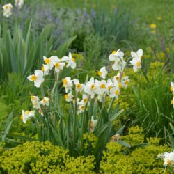 Narcissus Geranium