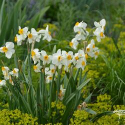 Narcissus Geranium