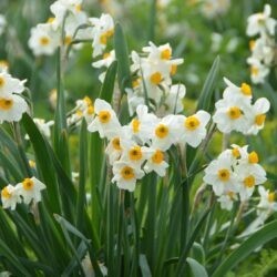 Narcissus Geranium