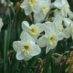 Narcissus Papillon Blanc