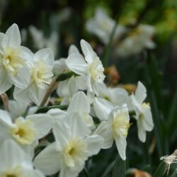 Narcissus Papillon Blanc