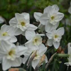 Narcissus Papillon Blanc