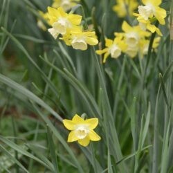 Narcissus Pipit