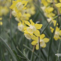 Narcissus Pipit