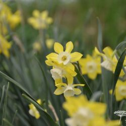 Narcissus Pipit