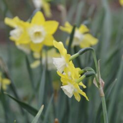 Narcissus Pipit