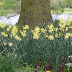 Narcissus Pipit