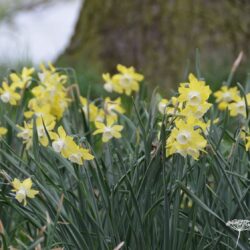 Narcissus Pipit