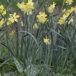 Narcissus Pipit