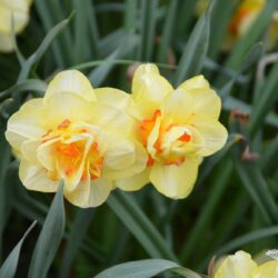 Narcissus Tahiti