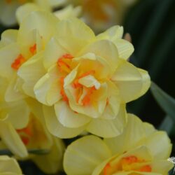 Narcissus Tahiti